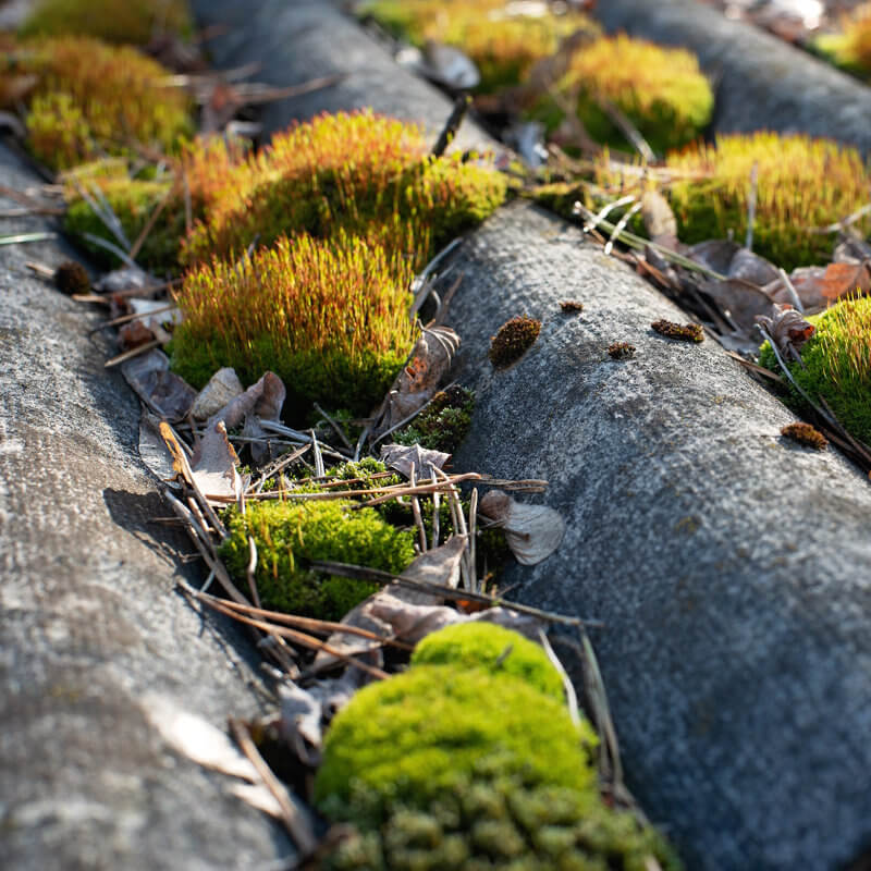 Roof Moss Removal
